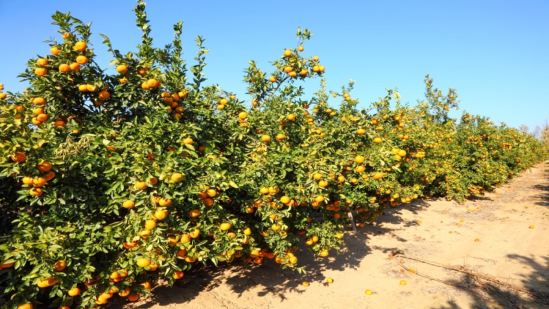 이스라엘 Fresh Grapefruit - IL_Grapefruit_Plantation.jpg