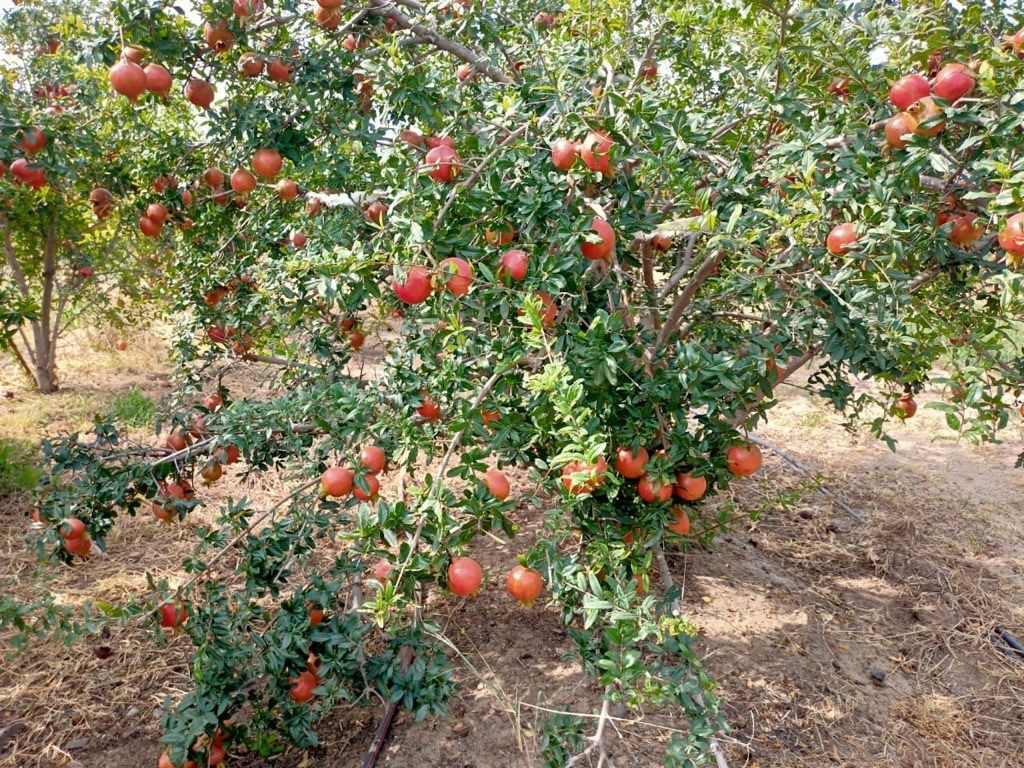 인도 Fresh Pomegranate - PHOTO-2021-11-25-15-58-09_1.jpg