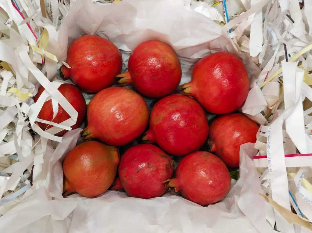 인도 Fresh Pomegranate - India-Fresh-Pomegranate-181475_1.jpeg
