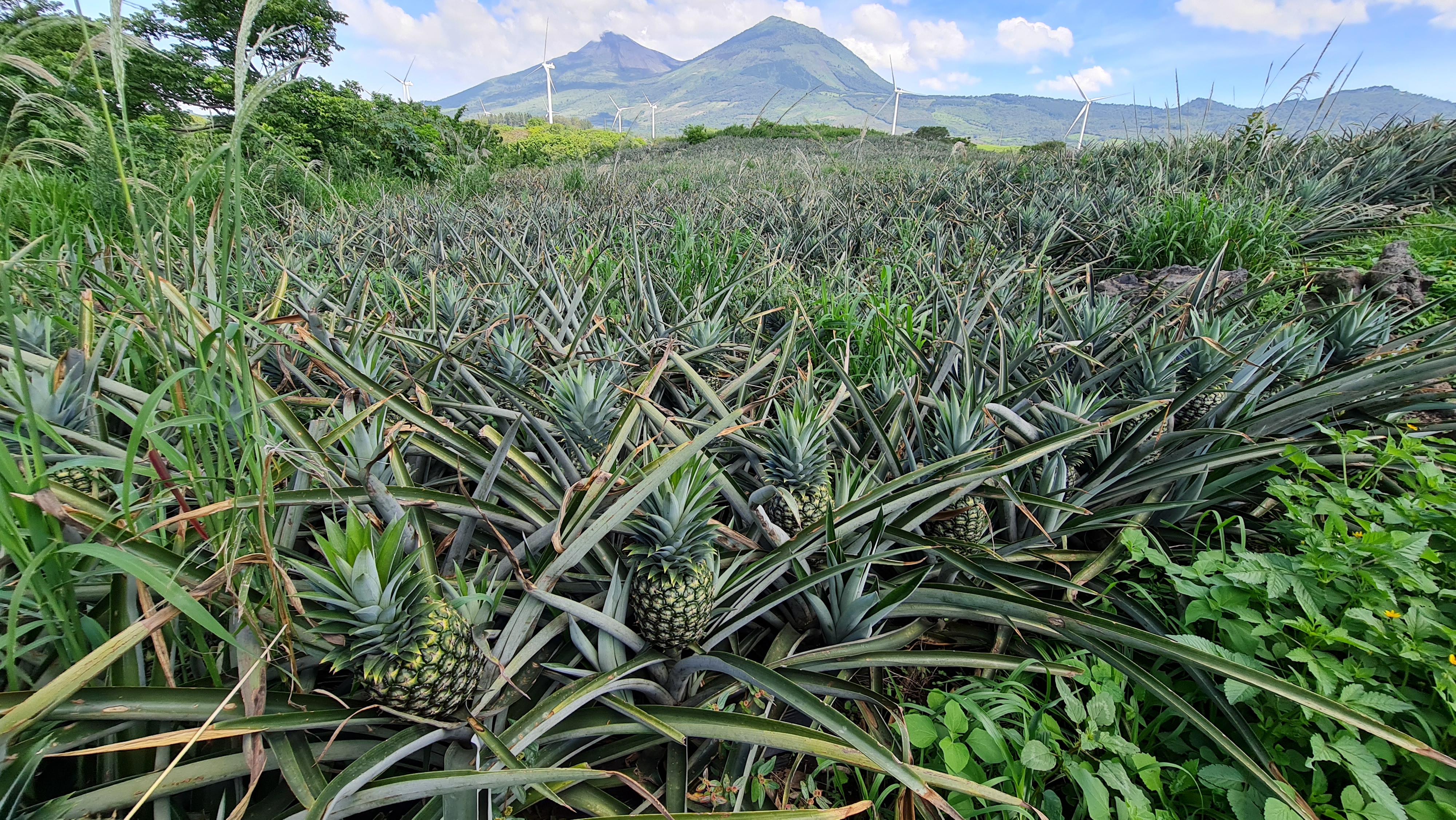 과테말라 Fresh MD2 Pineapple - Guatemala-Fresh-MD2-Pineapple-908534.jpg