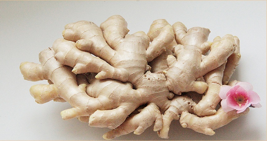 중국 Whole Common Ginger - China_Whole_Common_Ginger.jpg