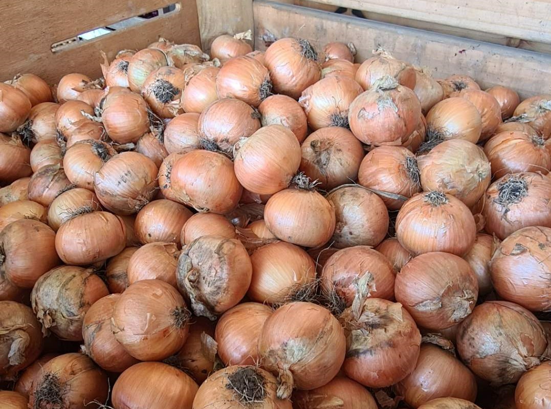 호주 Fresh Onion - Australia-Fresh-Onion-594897_3.jpg