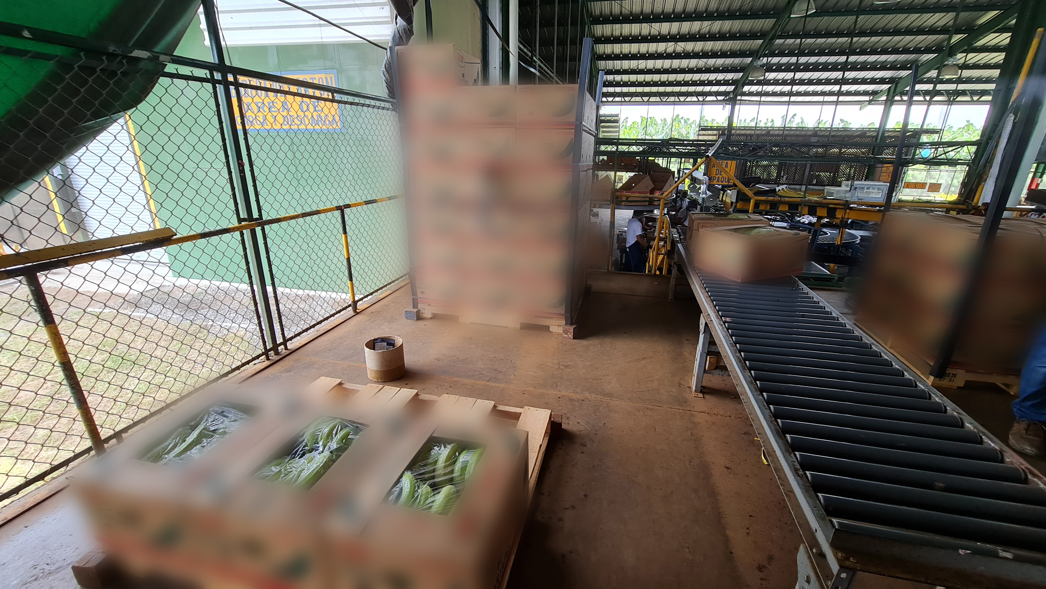 Guatemala Fresh Plantain - 24F.jpg