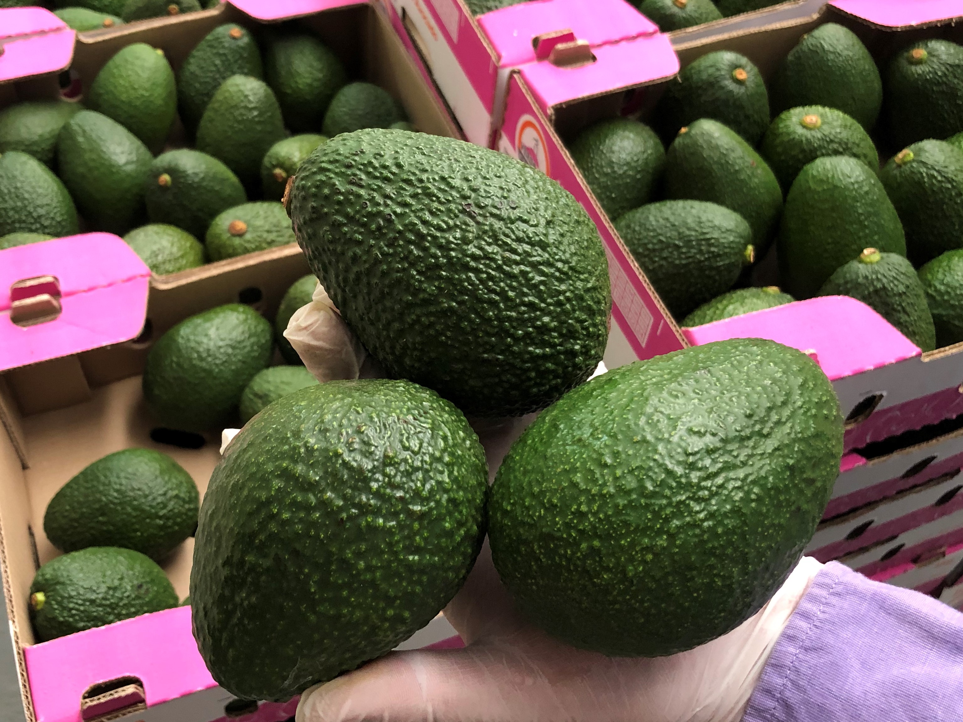 Colombia Fresh Avocado - Avocado_Colombia_3.jpg