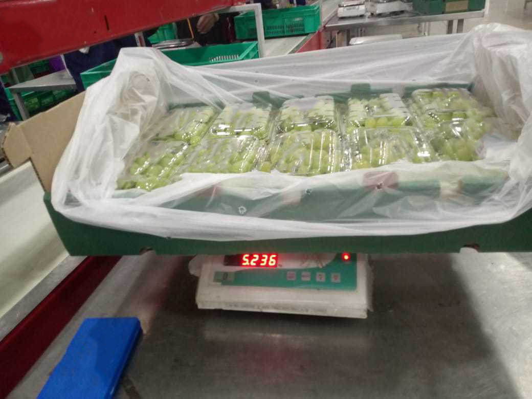 인도 Fresh Table Grape - 8F.jpg