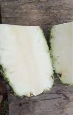필리핀 to be deleted) Smooth Cayenne pineapple - %EA%B7%B8%EB%A6%BC2.jpg