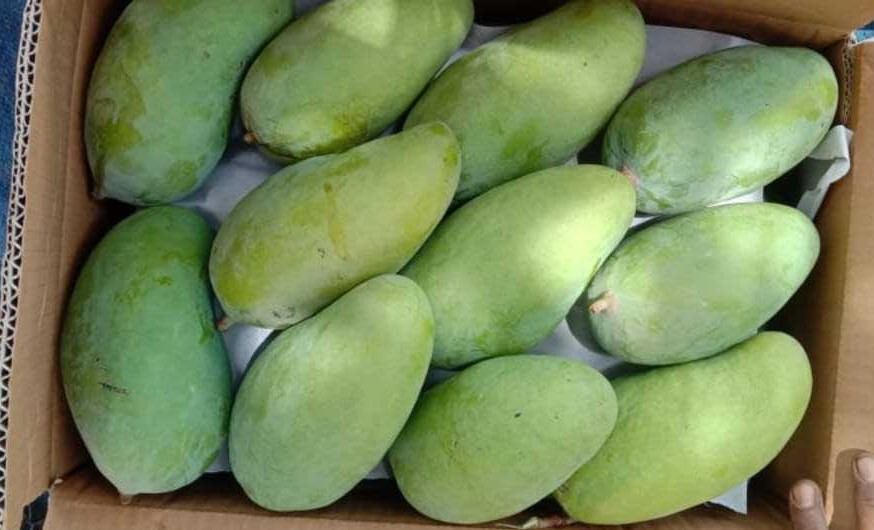 Pakistan Fresh Mango - Image_from_iOS_62.jpg