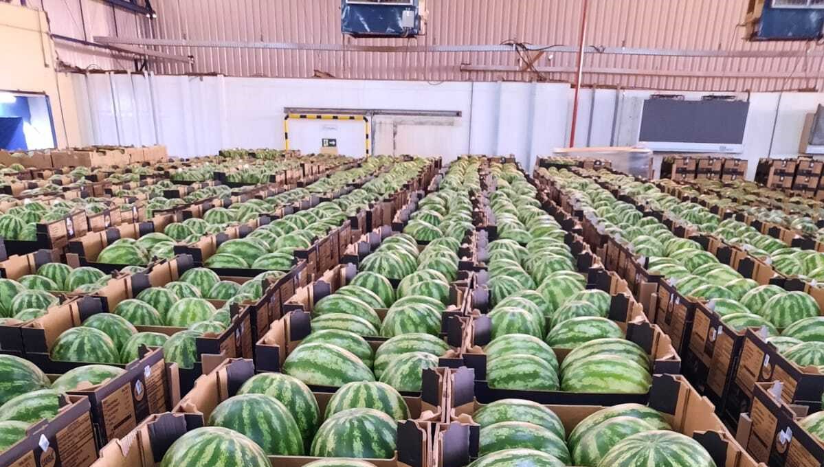 Brazil Fresh Watermelon - WM_-_Grade_4_2.jpeg