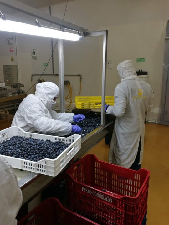 페루 Frozen Blueberry - fb_pic6.jpg