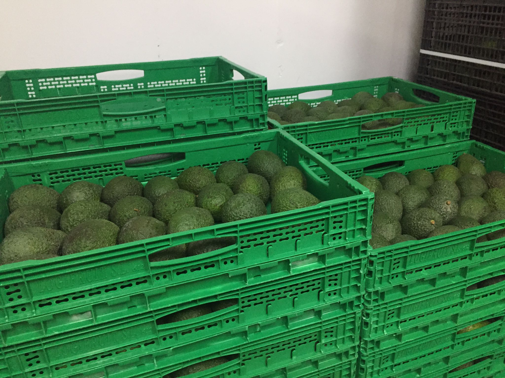 Spain Fresh Avocado - Spain-Fresh-Avocado-311123.jpeg