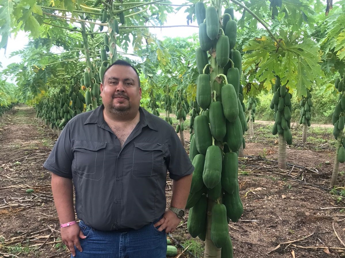 멕시코 Fresh Papaya - MEX_Papaya_2_-_%EB%B3%B5%EC%82%AC%EB%B3%B8.jpeg