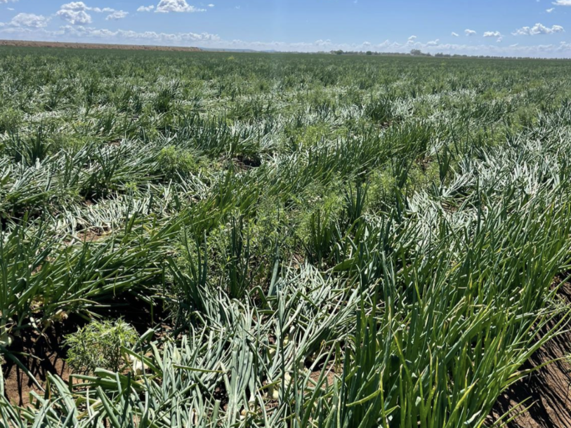 호주 Fresh Onion - Screenshot_20211122-114819_5.png