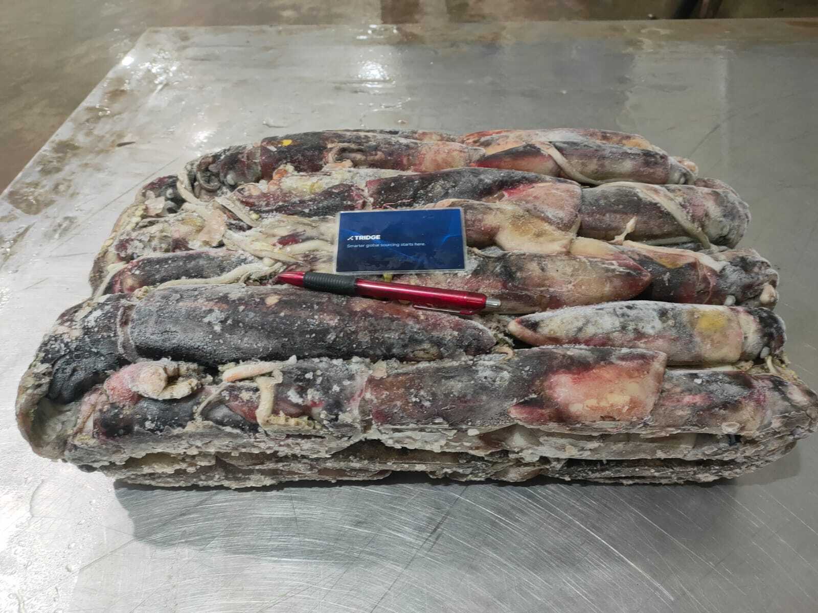 인도네시아 Frozen Squid - Image_2023-03-18_at_10.43.59.jpeg