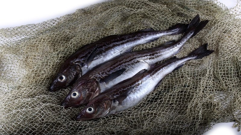 중국 Frozen Alaska Pollock Fillet - CN_pollock_fishfarm.jpg