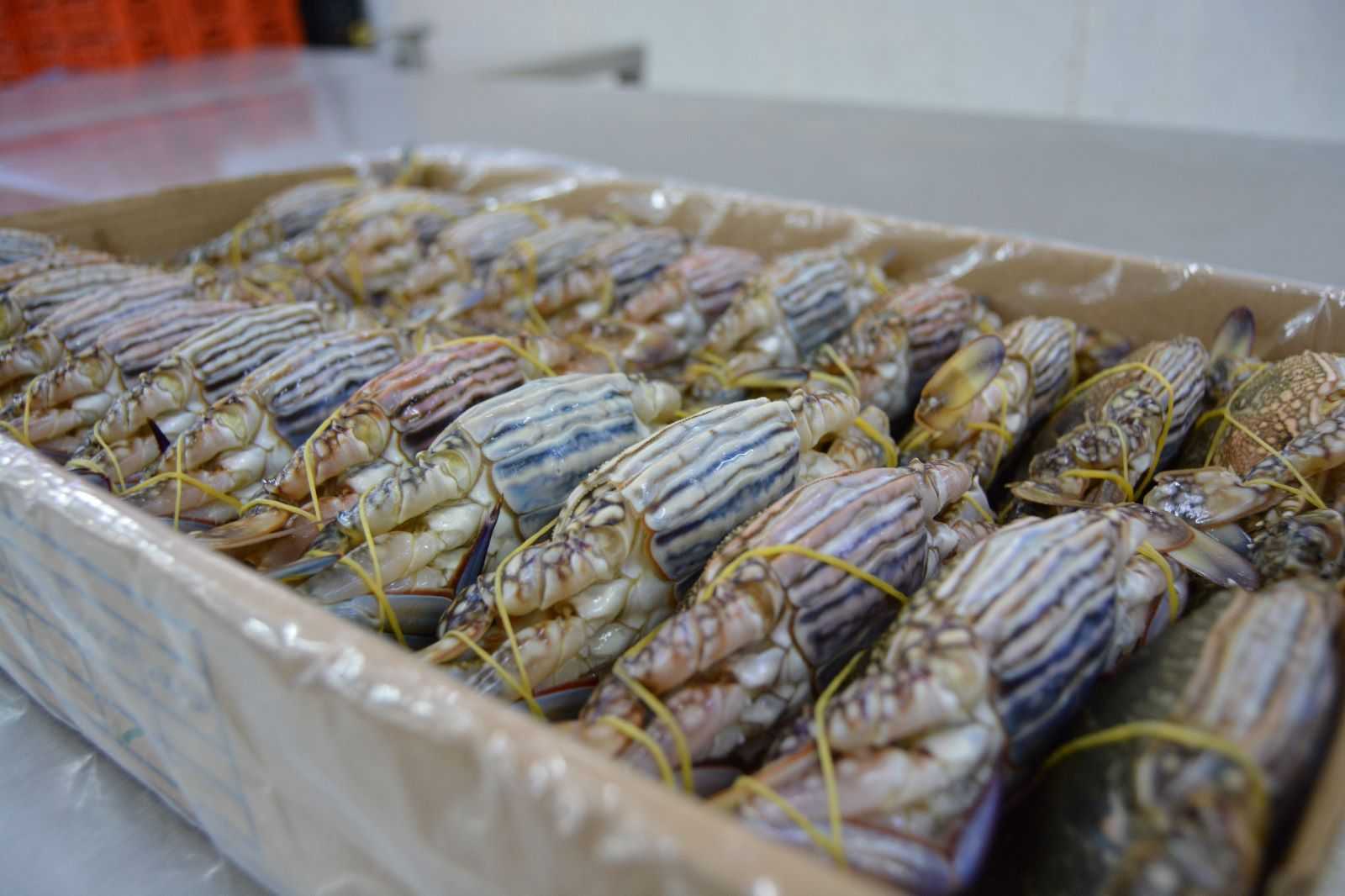 바레인 Frozen Crab - IMG-20230615-WA0008.jpg