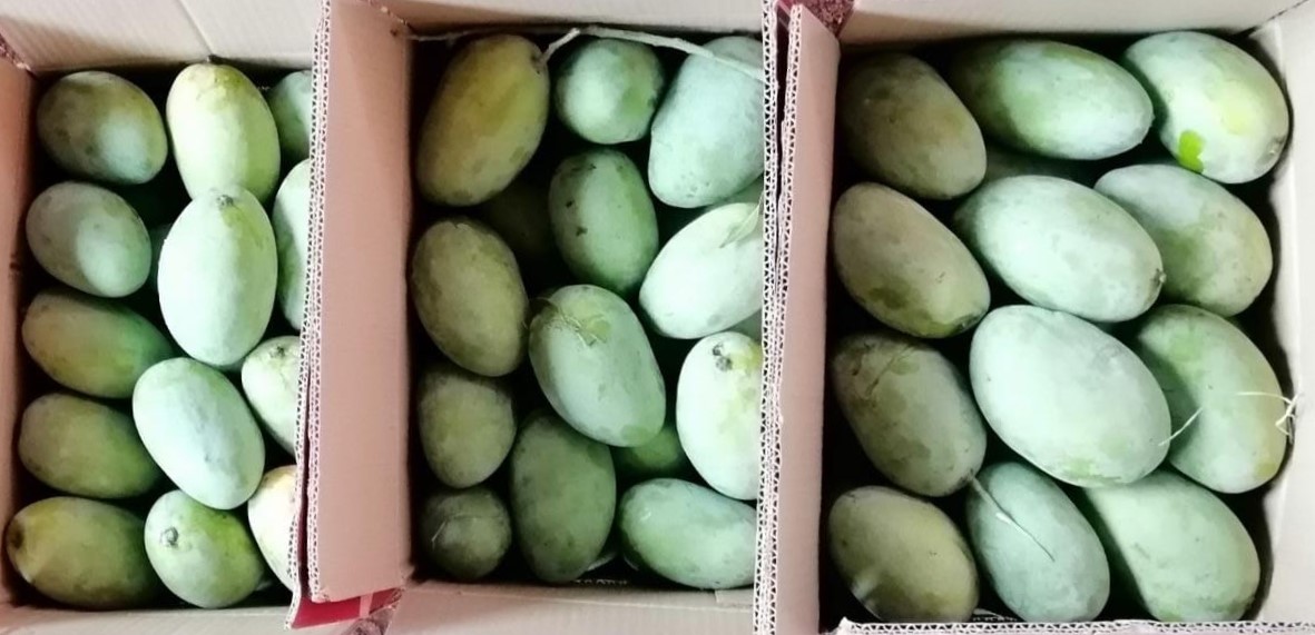 Pakistan Fresh Mango - WhatsApp_Image_2021-07-08_at_4.23.24_PM.jpeg