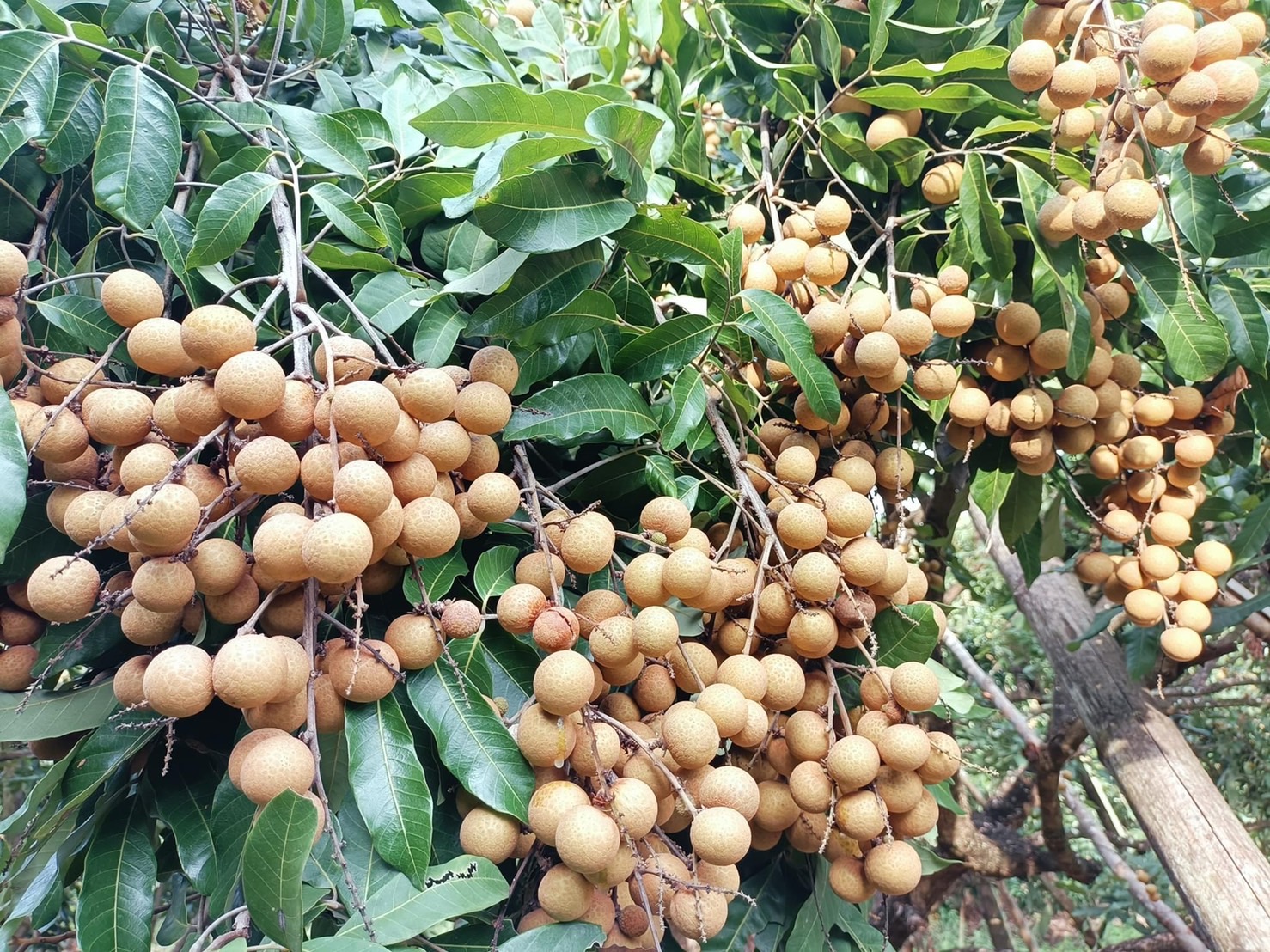 태국 Fresh Longan - S__46047382.jpg