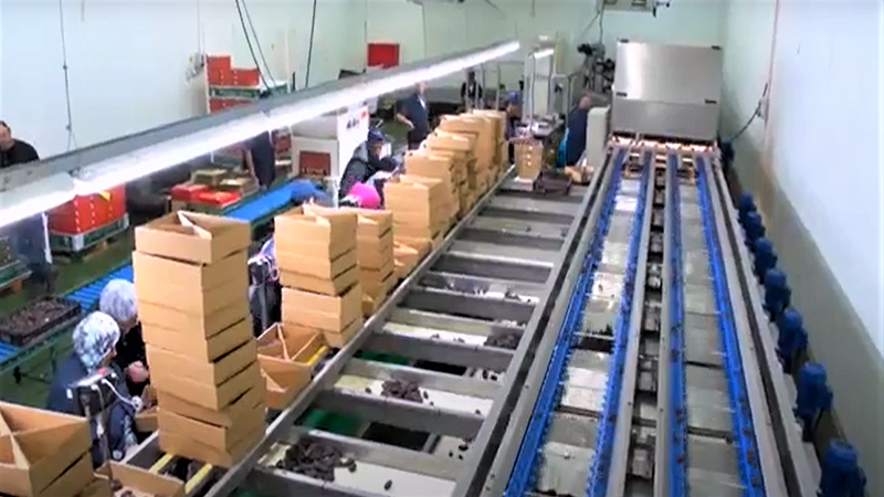 이스라엘 Dried Date - IL_Date_packaging.png