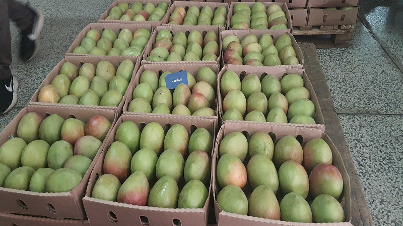 케냐 Fresh Mango - Kenya_mango3.jpg