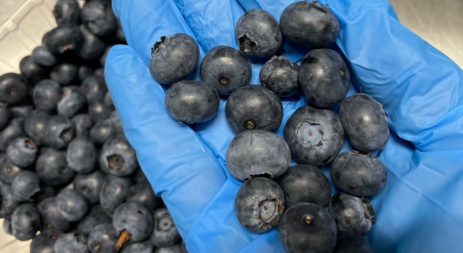 미국 Fresh Blueberry - BC_Blueberry_3.jpg