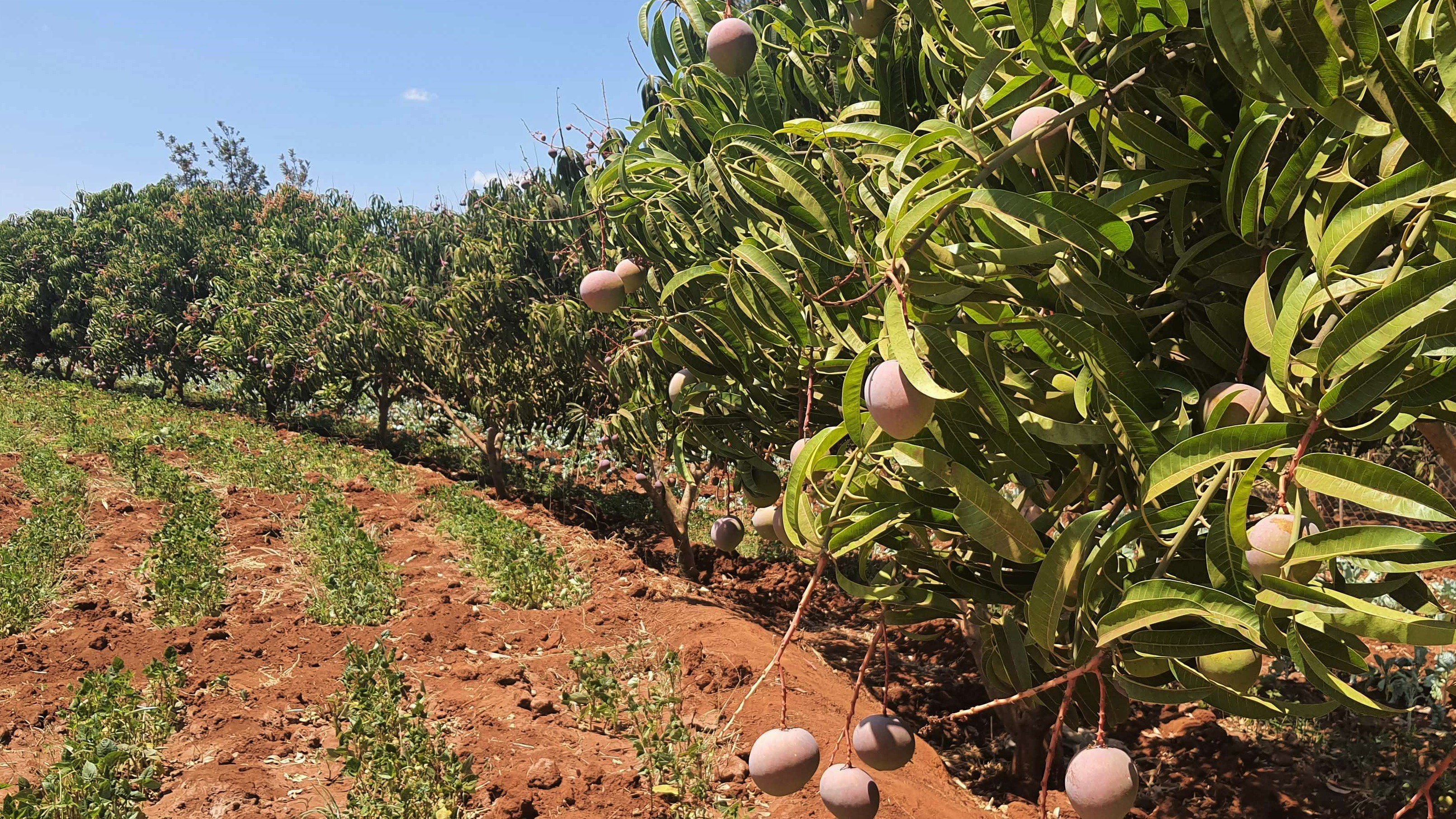 케냐 Fresh Mango - Kenya_mango4.jpg