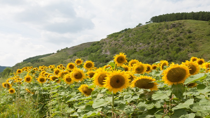China Sunflower Seed - China_sunflower_seeds_4.jpg