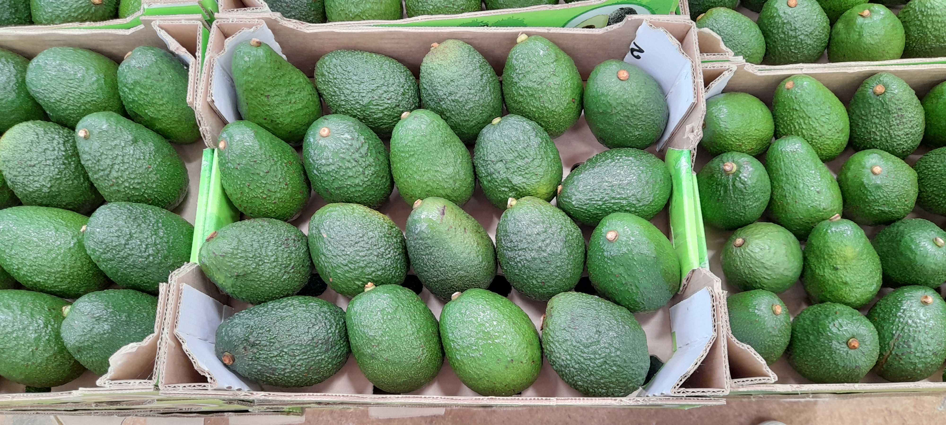 케냐 Fresh Avocado - 20220316_133308.jpg