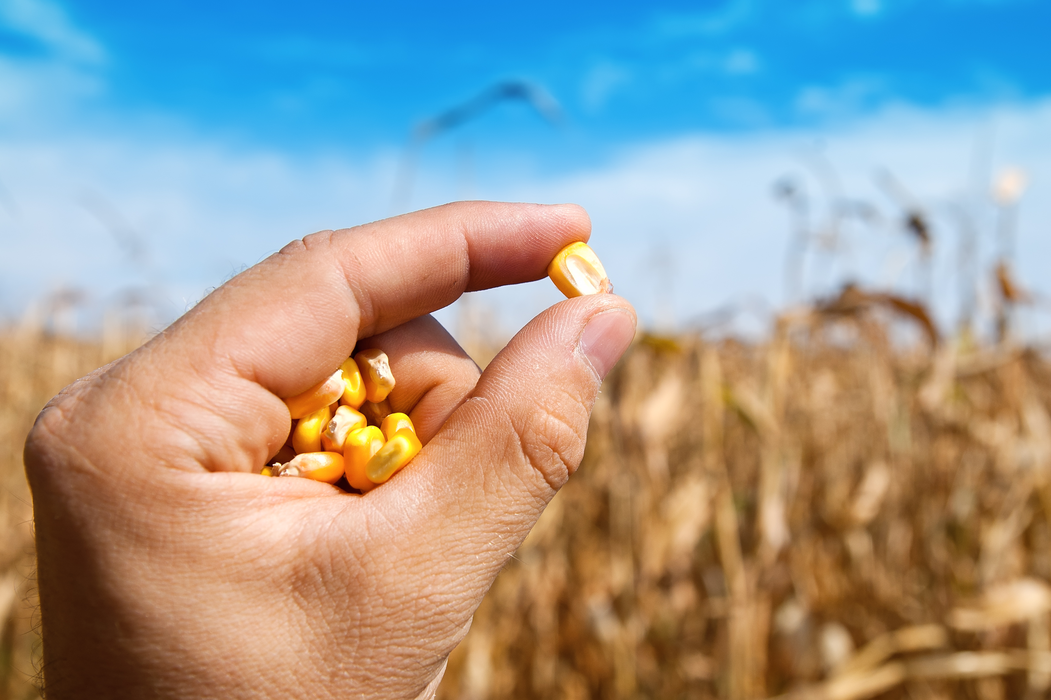 브라질 Popcorn - shutterstock_89845144.jpg
