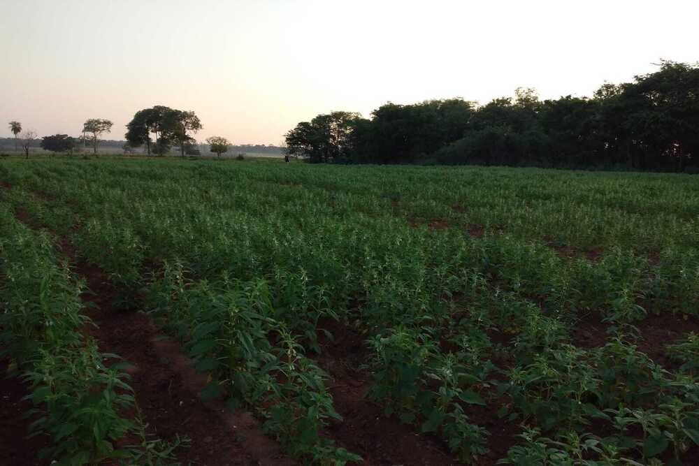 Paraguay Sesame Seed - WhatsApp_Image_2022-03-28_at_3.4.jpg