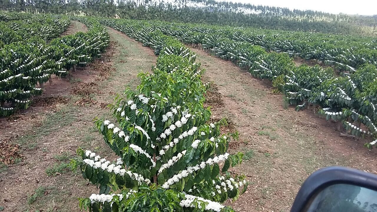 Brazil Raw Common Coffee Bean - Brazil-Raw-Common-Coffee-Bean-328001.jpg