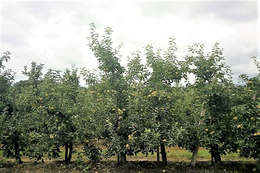 폴란드 Fresh Apple - Orchard_1.jpg