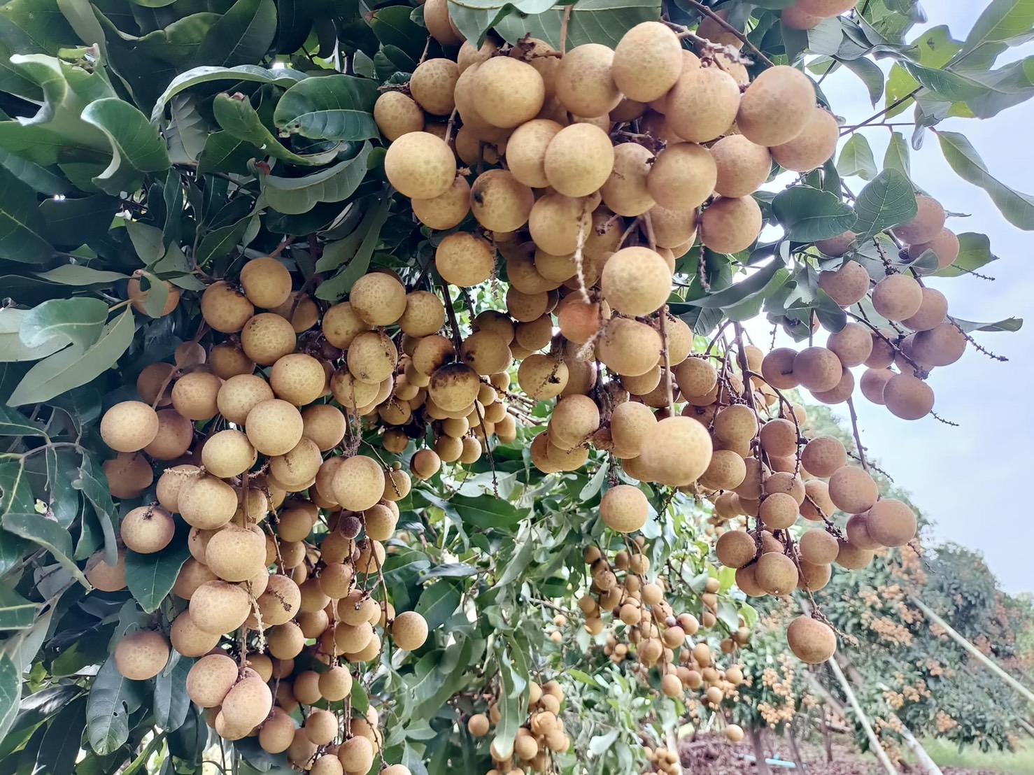 태국 Fresh Longan - S__46047376.jpg