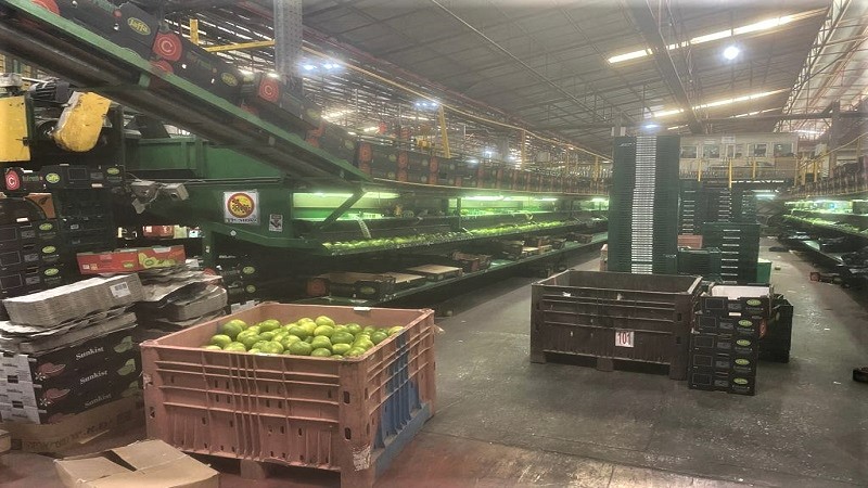 이스라엘 Fresh Grapefruit - IL_Grapefruit_Processing.jpeg