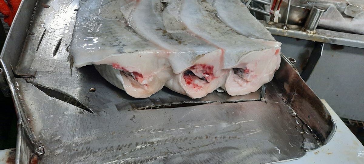 러시아 Frozen Whole Pacific Cod - cod_4.jpg