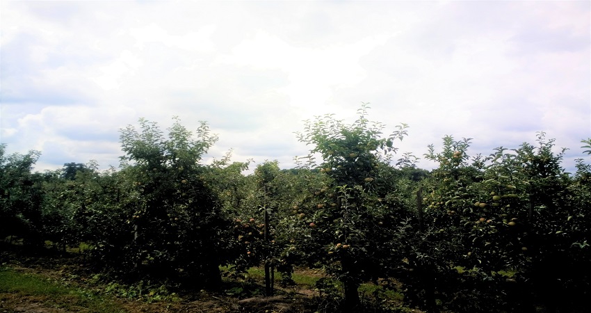 폴란드 Fresh Apple - Orchard_2.jpg