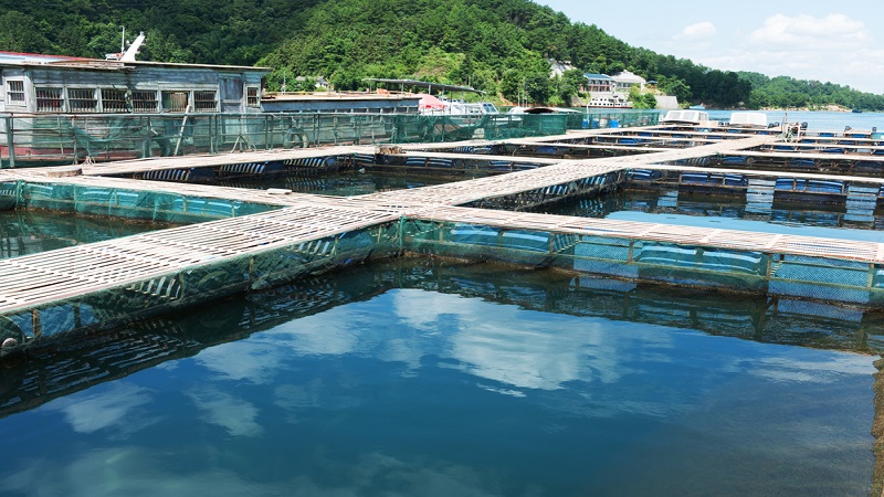 중국 Frozen Alaska Pollock Fillet - CN_pollock_fishfarm1.jpg