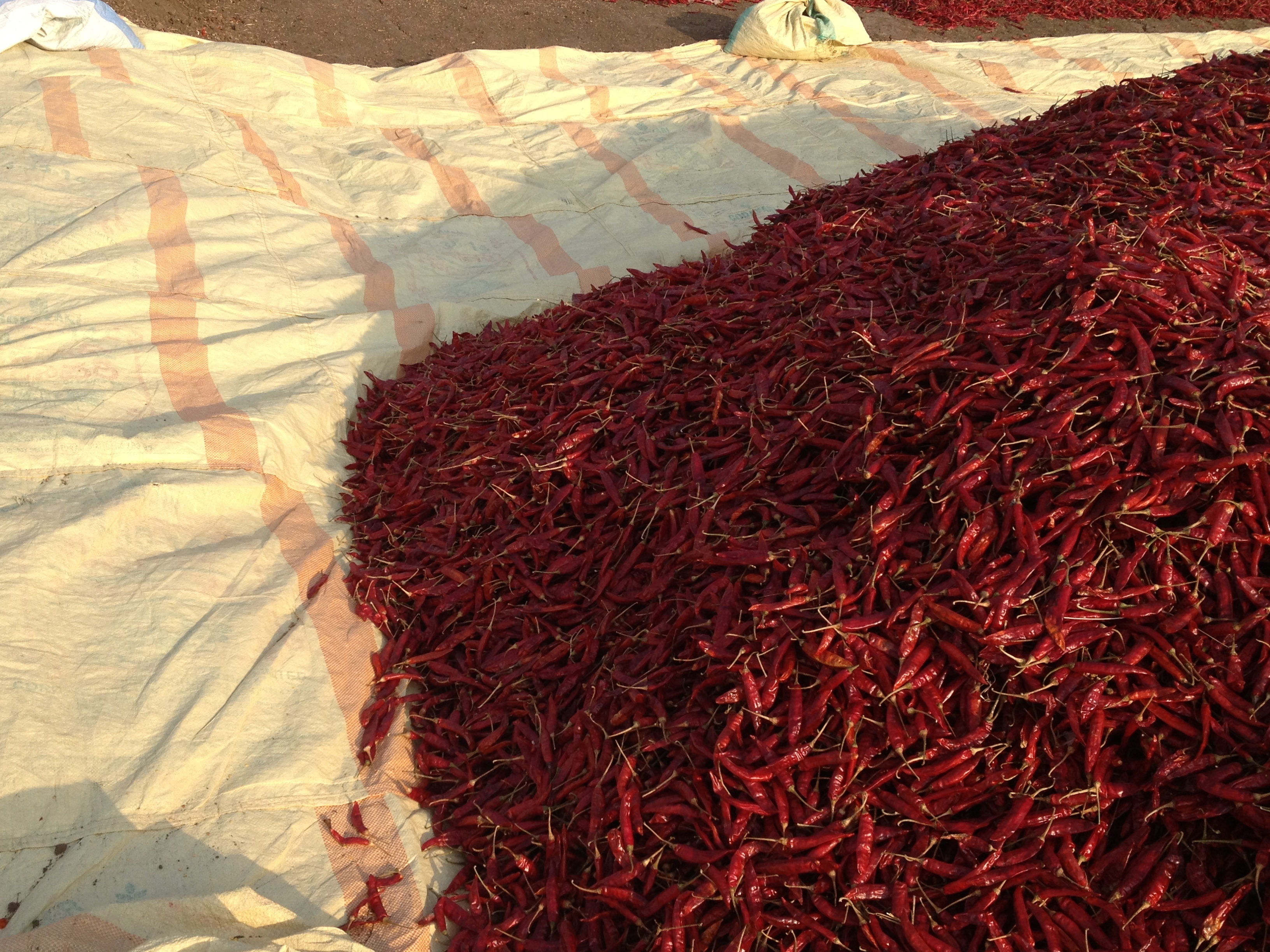India Dried Red Pepper - IMG_3788.jpg