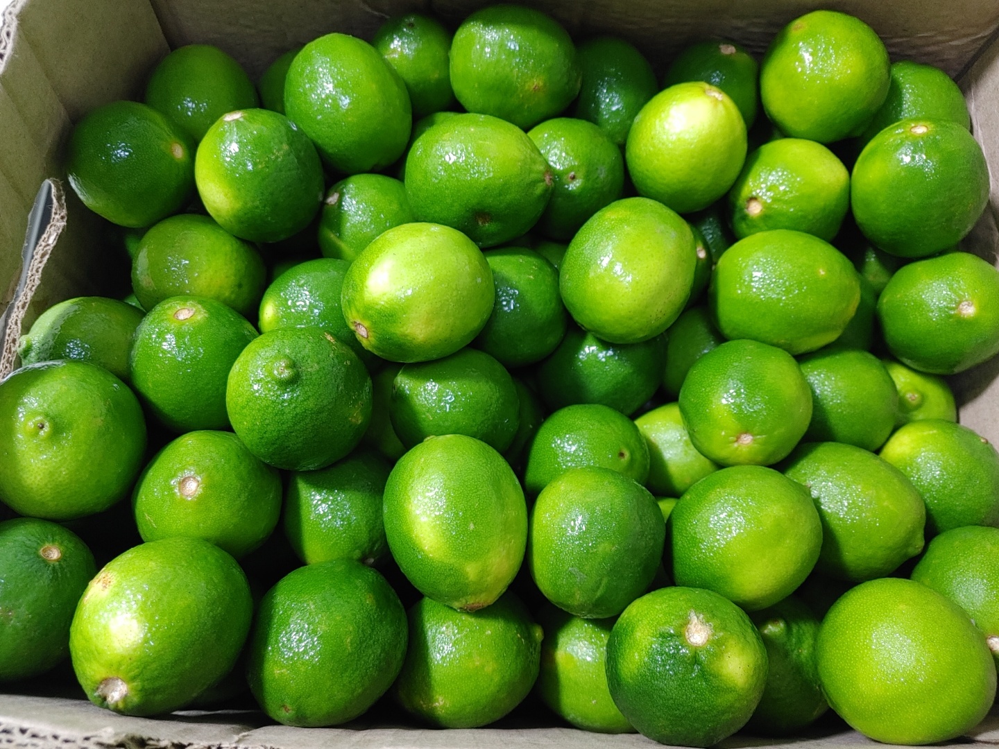 멕시코 Fresh Tahiti Lime - Mexico-Tahiti-Lime-487474.jpg
