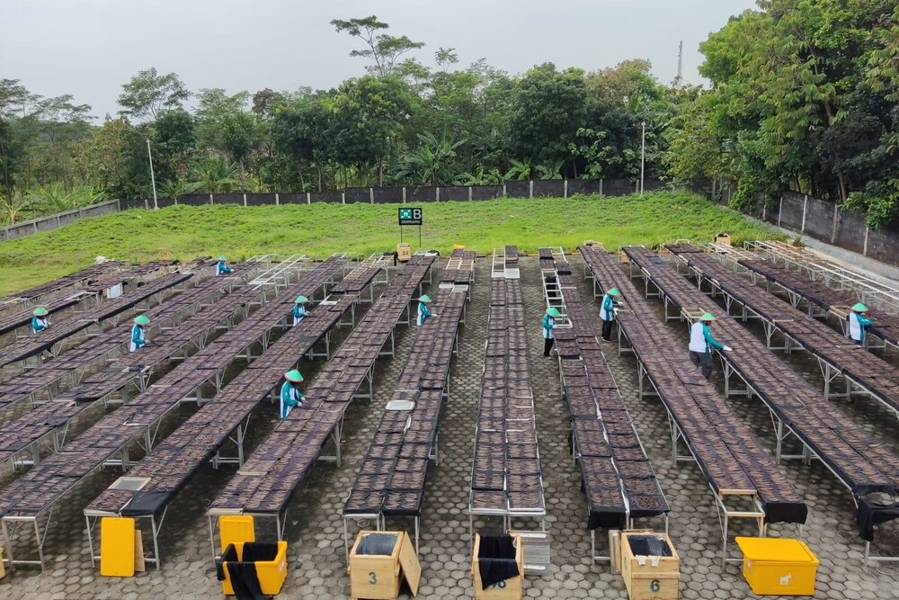 인도네시아 Vanilla - Image_from_iOS_22.jpg