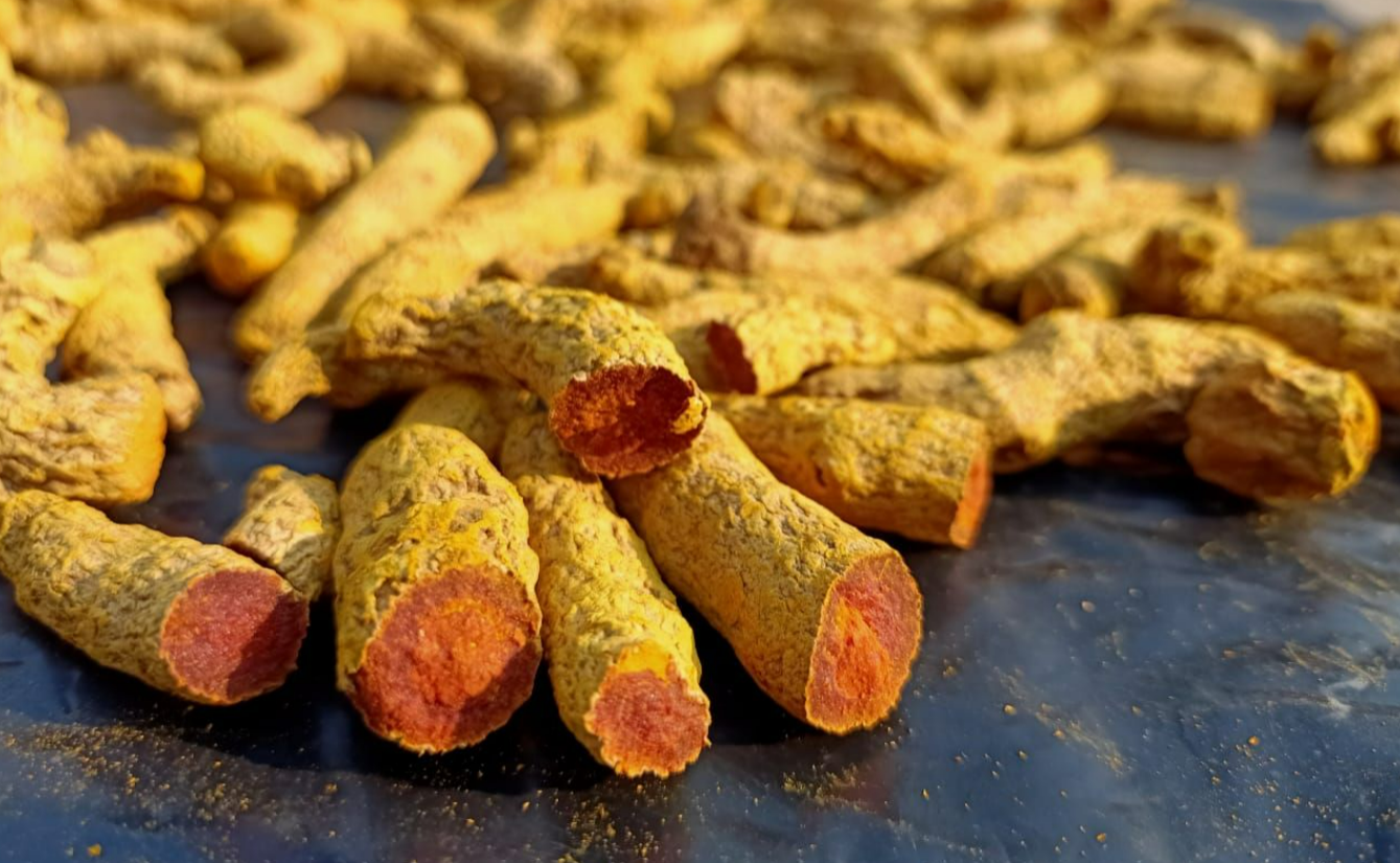 India Turmeric - turm1.PNG