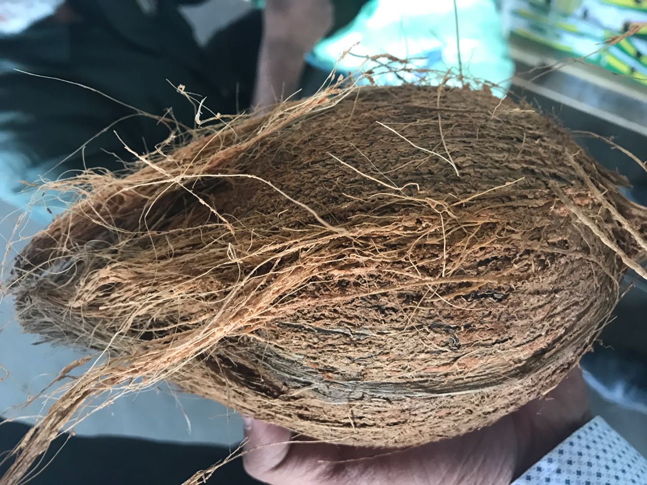 인도 Fresh Mature Coconut - WhatsApp_Image_2020-09-11_at_18.22.13_1.jpeg