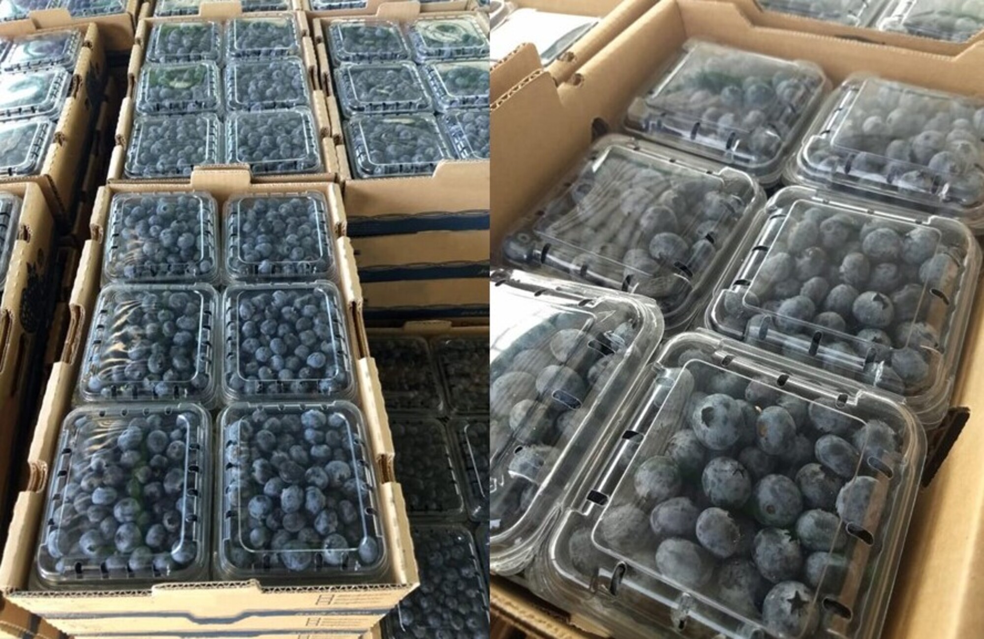 멕시코 Fresh Blueberry - %E3%84%B4%E3%85%87%E3%85%87%E3%85%87%E3%85%87%E3%85%87%E3%84%B1.jpg