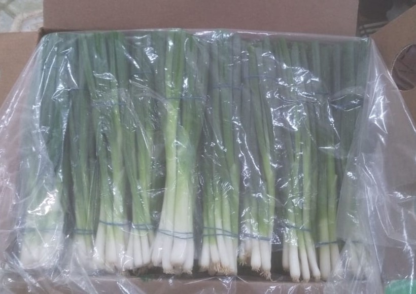 Egypt Fresh Spring Onion - WhatsApp_Image_2021-08-19_at_4.42.48_PM.jpeg