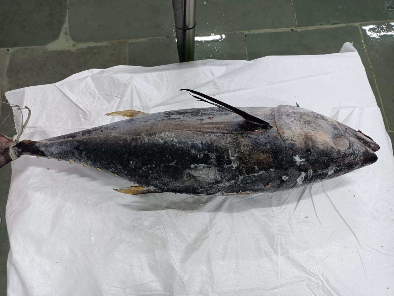 India Frozen Whole Yellowfin Tuna - India-Frozen-Whole-Yellowfin-Tuna-587458.jpg