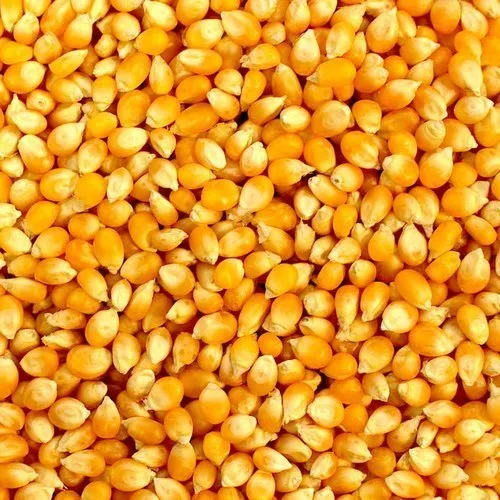 아르헨티나 Popcorn - image_5.png