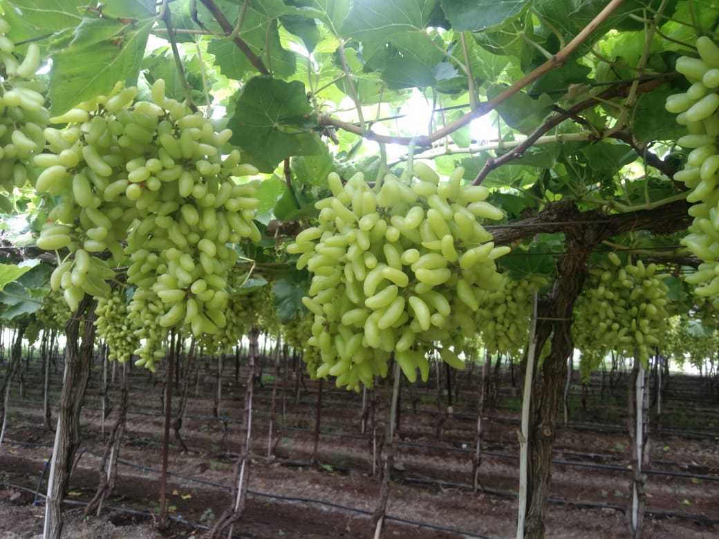 인도 Fresh Table Grape - IMG-20211108-WA0012.jpg