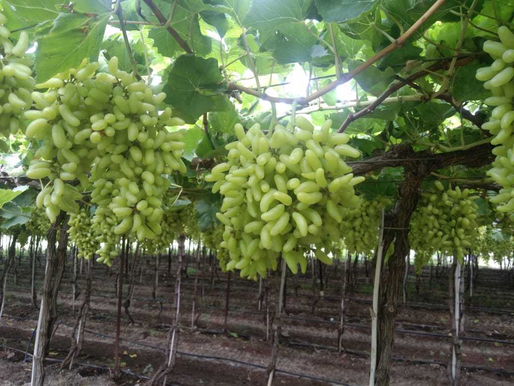 India Fresh Table Grape - IMG-20211108-WA0012.jpg