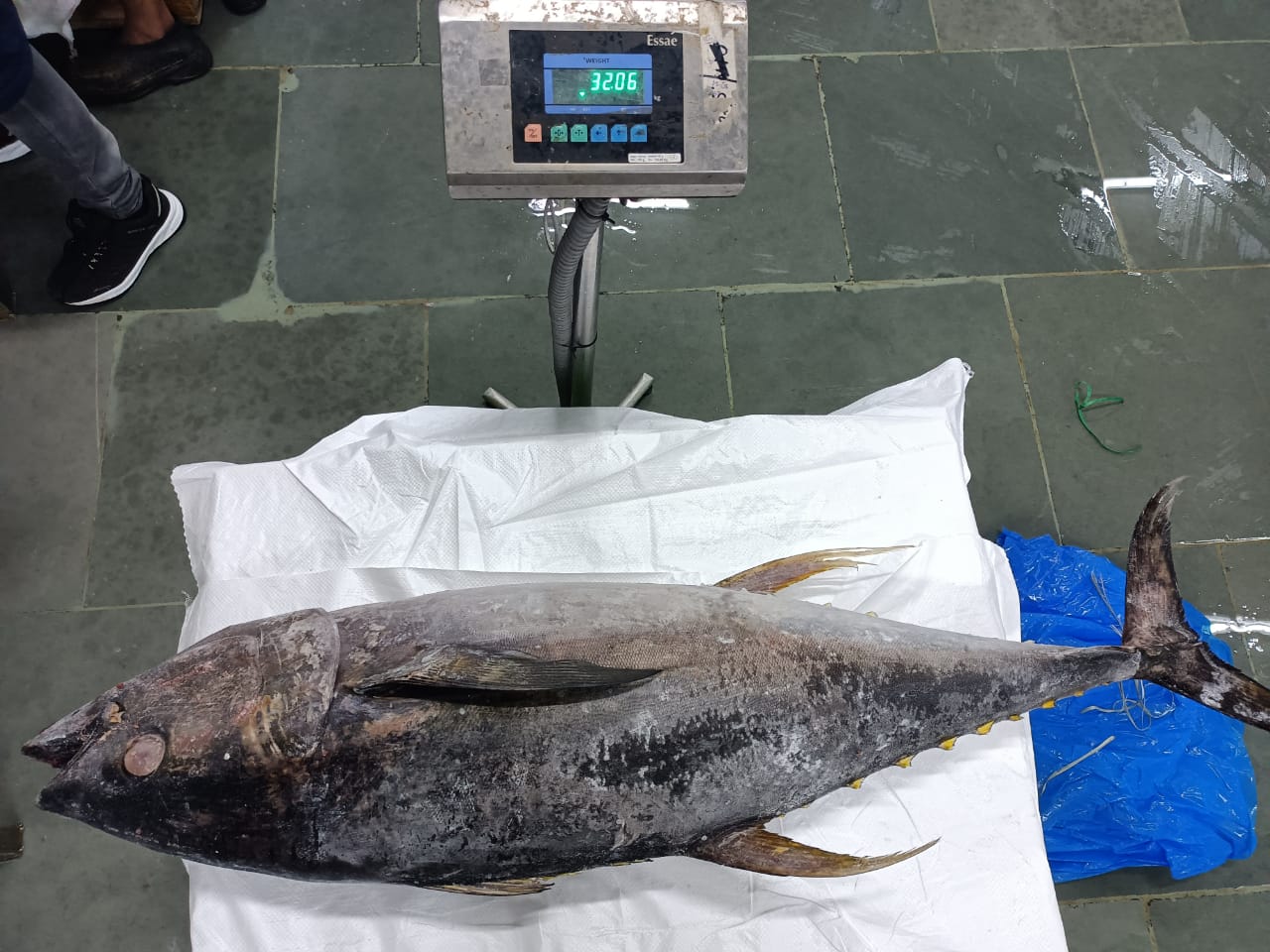 India Frozen Whole Yellowfin Tuna - India-Frozen-Whole-Yellowfin-Tuna-403346.jpg