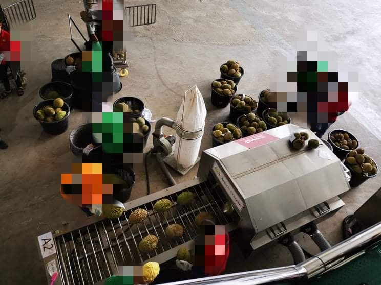 말레이시아 Frozen Common Durian - Malaysia-Frozen-Common-Durian-293101_1.jpg