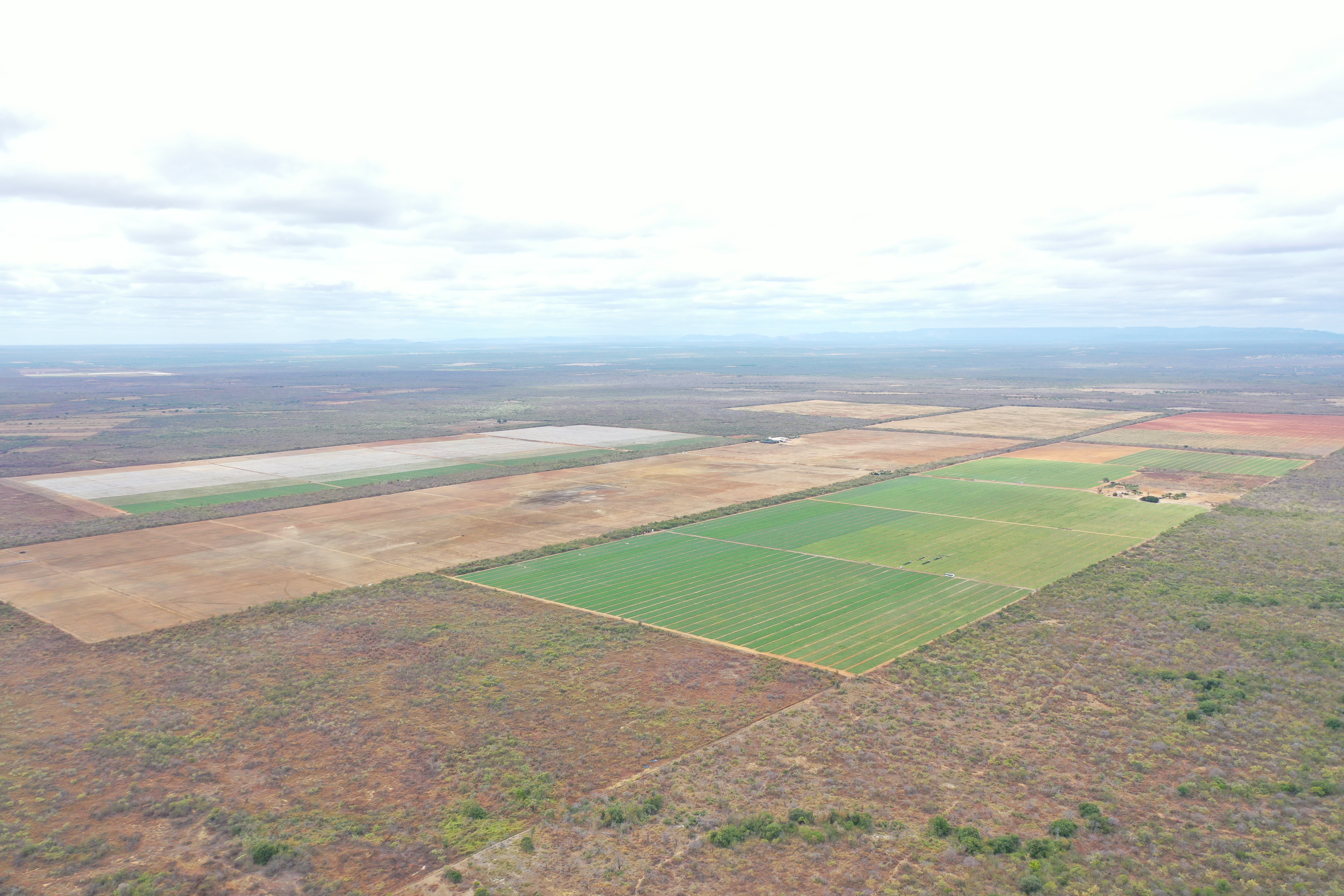 Brazil Fresh Melon - DJI_0927.JPG